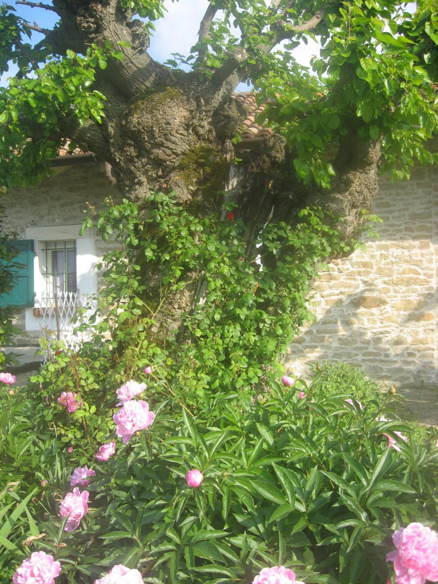 Agriturismo Cascina Serra Cossano Belbo Εξωτερικό φωτογραφία